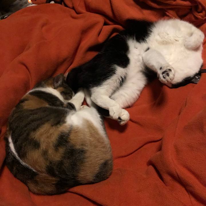 E1c8bcaf 43a1 403a 96e7 65ab3436fa85 1580490828278