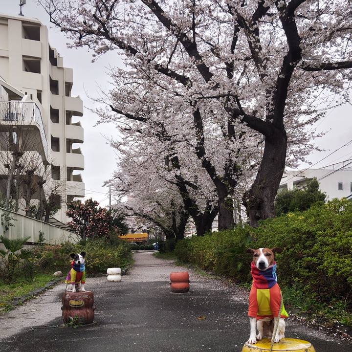 E1d040f5 11fd 4caf 9f1d f91faeaa2f84 1743630123777