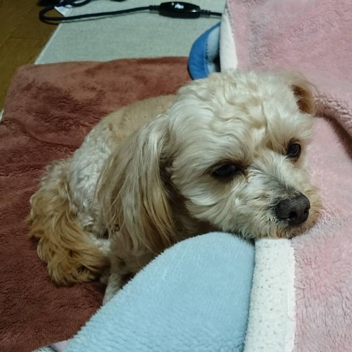 E1d49c82 b410 4ccf b9cb 71f09b9ea08b 1518995033368