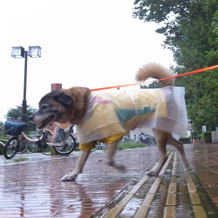 E1d4e217 2e2b 484d bf0e 9e273ea1fad1 1590494090337