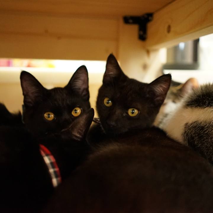 E1d52c49 5fe3 4ecb 9a75 447436b467a9 1509851248455