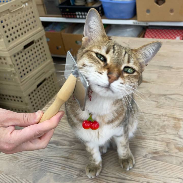 E1d5c588 7a7d 4976 a25b ee1ea07c47a3 1718192602813