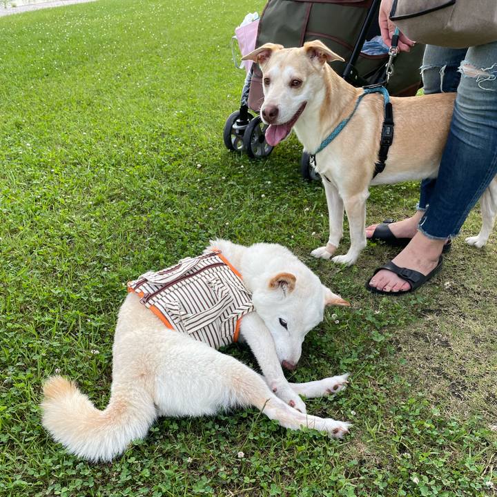 E1d99548 777d 453c bc36 a23ed523f9fc 1655904384521