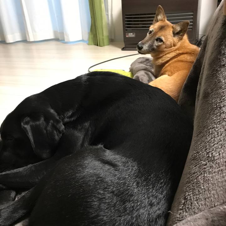 E1da38a1 2771 4b5d 9254 b98dda85efad 1514676202600