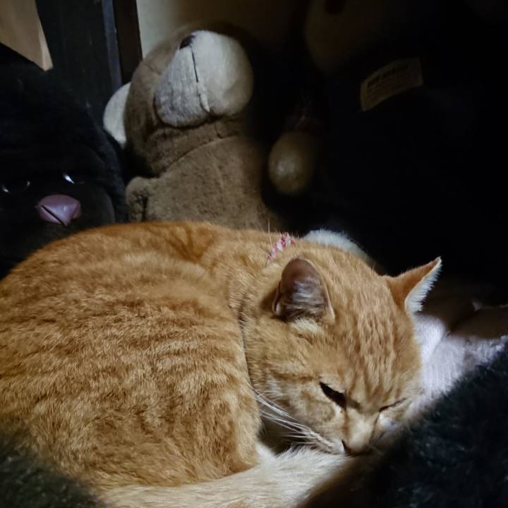 E1db41d6 a905 44ea a7f8 bfc47d751f22 1607509099330