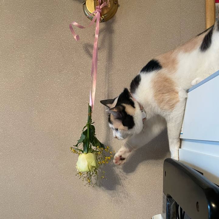 E1dd0838 2878 43bc a759 d92b04fb505f 1748913949196