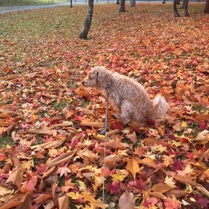 E1e239ff 0d98 4549 a345 c25f4ae3a6b2 1508883974239