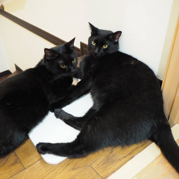 E1e365a4 5b0a 4f89 8324 cab335d8f8a5 1535499955955