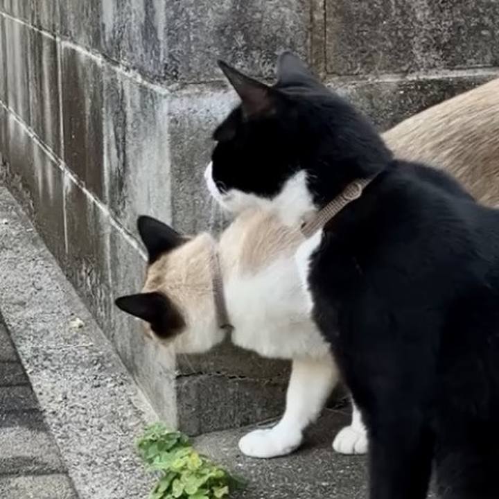 E1e481fc 6a3a 48bd b9a8 aa0171411828 1735331742043