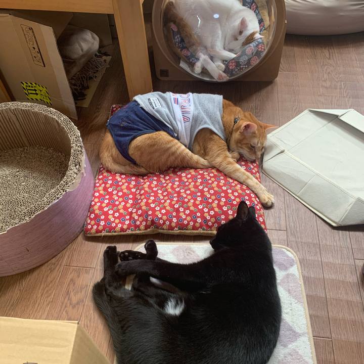 E1e6b39b 73c9 4e6e a1c9 38019215d919 1615697057331