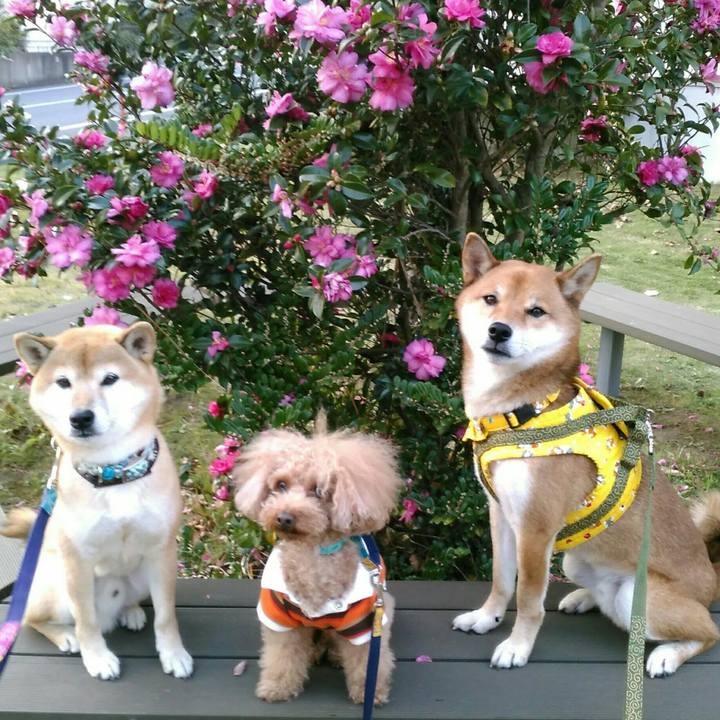 E1e6c77b 0990 4cb4 9ac4 2d53f99ec14d 1510301592006