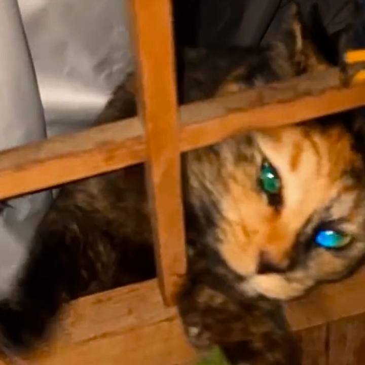 E1e7c7ff 2b77 4d5a a33d 3a90f898f1fe 1734722047222