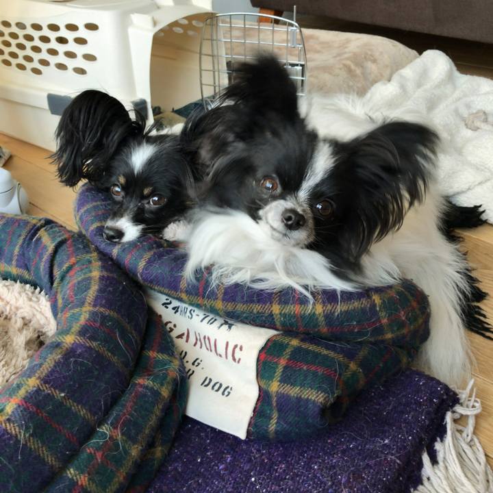 E1f451fa 8197 4209 88cc ff92da6213fa 1517093801639