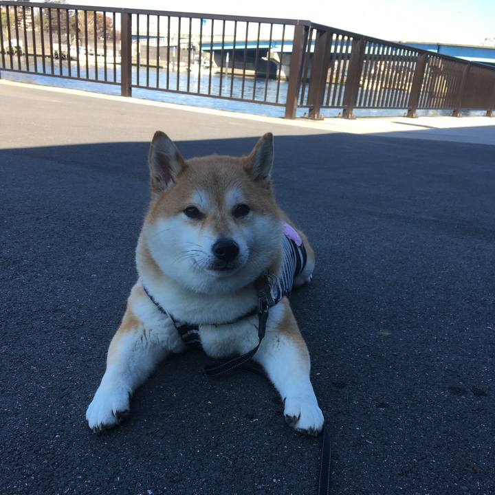 E1f9b7b3 371c 45af b57b 41edabb8bb90 1543117997310