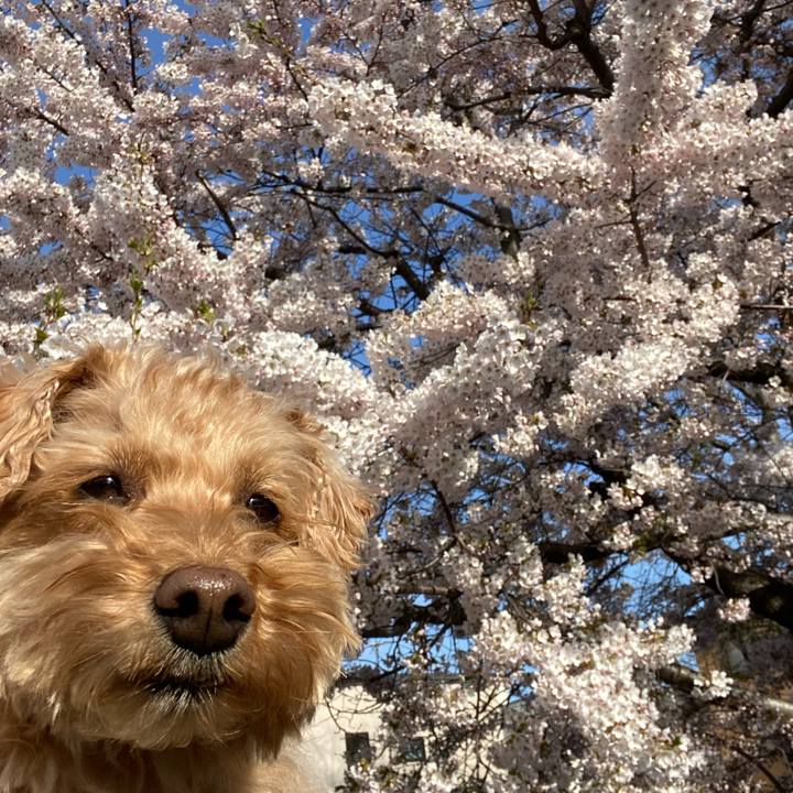 E1fa9b51 cc48 455c bc56 43cfb830cdbf 1619646608418