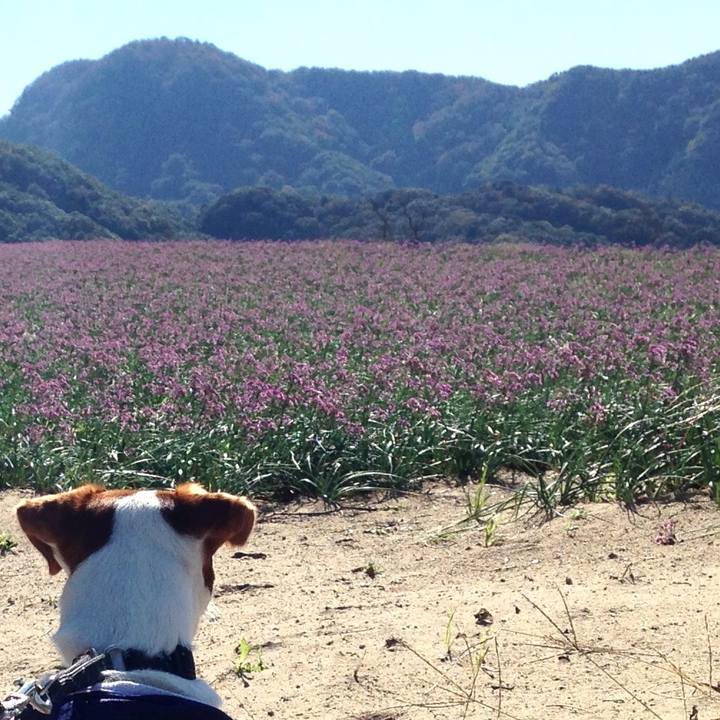 E1faf2a8 1502 49db 9fc7 07e53d7dc1dd 1509521786874