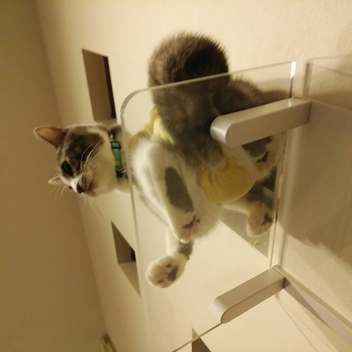 E1fff493 cc34 4e9f 9537 2fb80da1ecfb 1584799733055