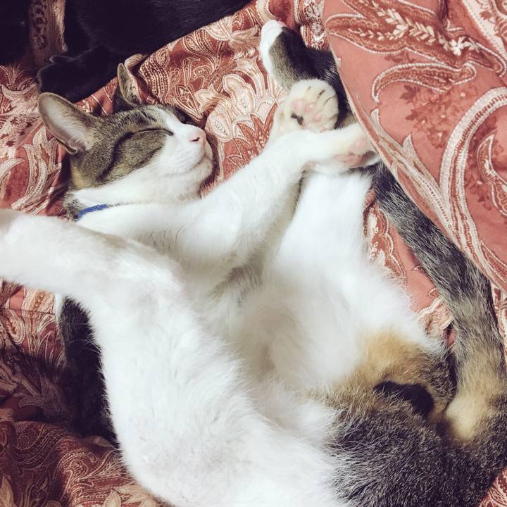 E2056569 426e 4d44 99a0 481720f951cd 1539432607712