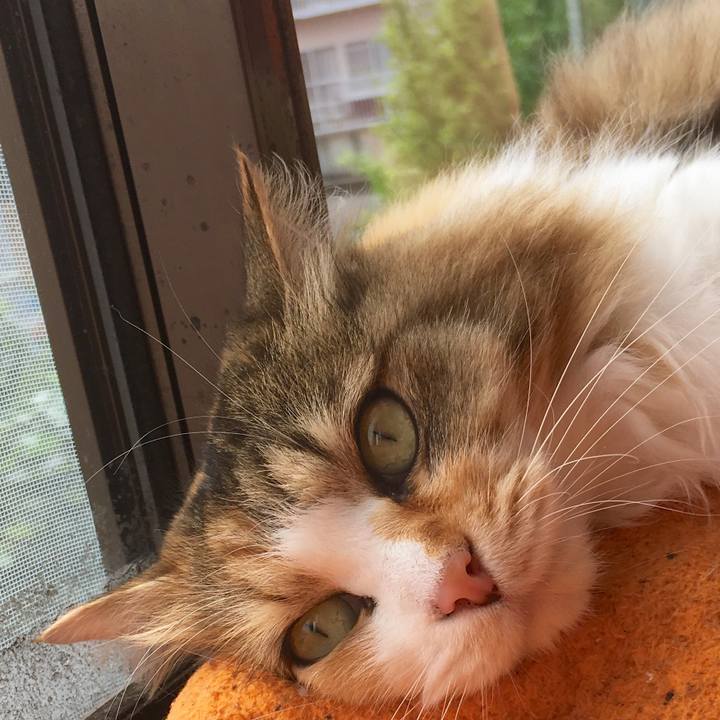 E20920ed e694 43b6 9163 49f66c2471de 1563350045623