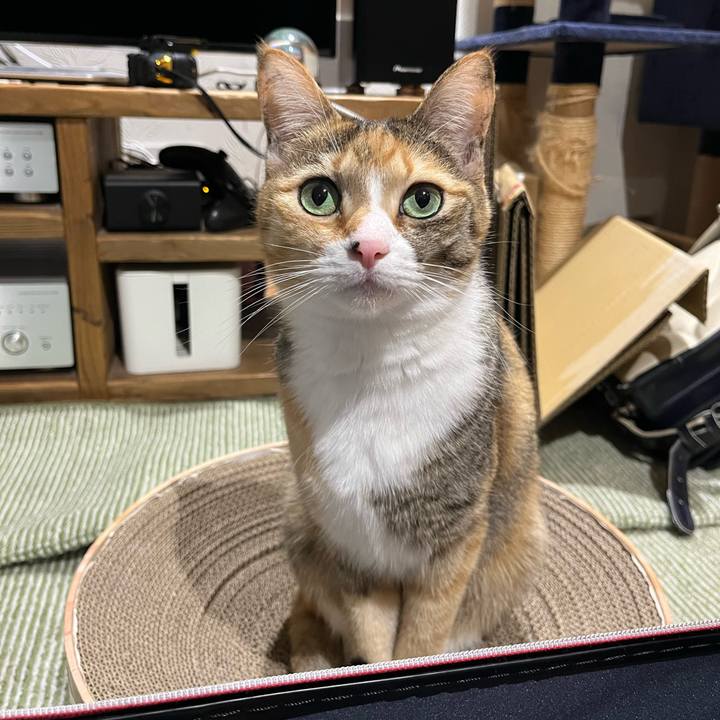 E20a656e d938 4533 ae3f e970e68727c0 1739089758143