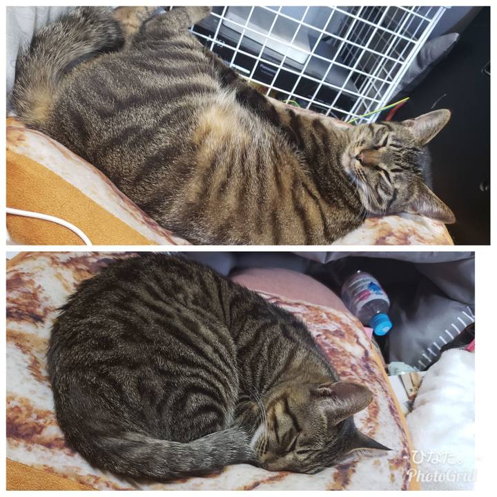 E20b4cea 5304 4e97 b0c8 8141142d2b60 1559384614502