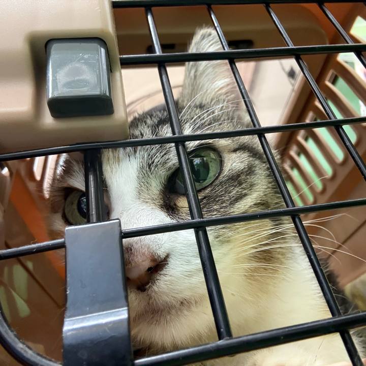 E20bc9a4 bf63 435d 868c 4602e2bf1b58 1763349677247