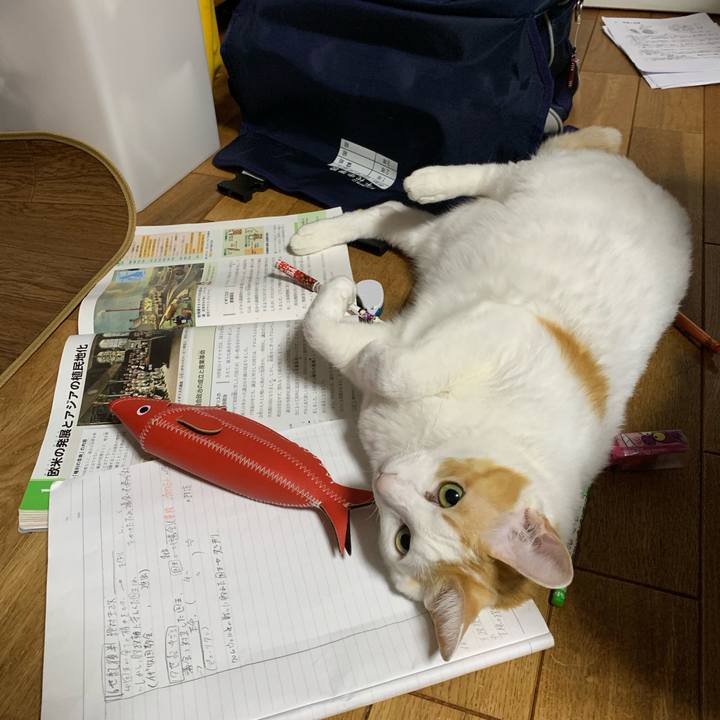 E2112fee 5fdf 4d21 a452 c646a2d316ec 1607003323421