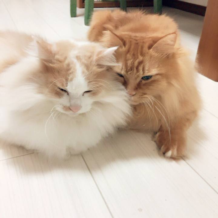 E21285cf 2a5a 4417 8293 9d65893366a4 1508795734986