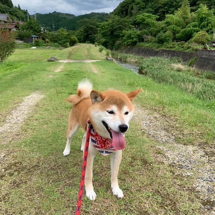 E2154f41 f8da 41ee 9069 e0de47b9896b 1595240837338