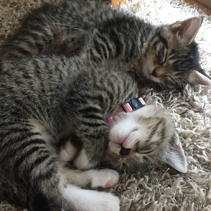 E218dc4c 7d0c 40a2 b9f4 e7cded123490 1547790336672