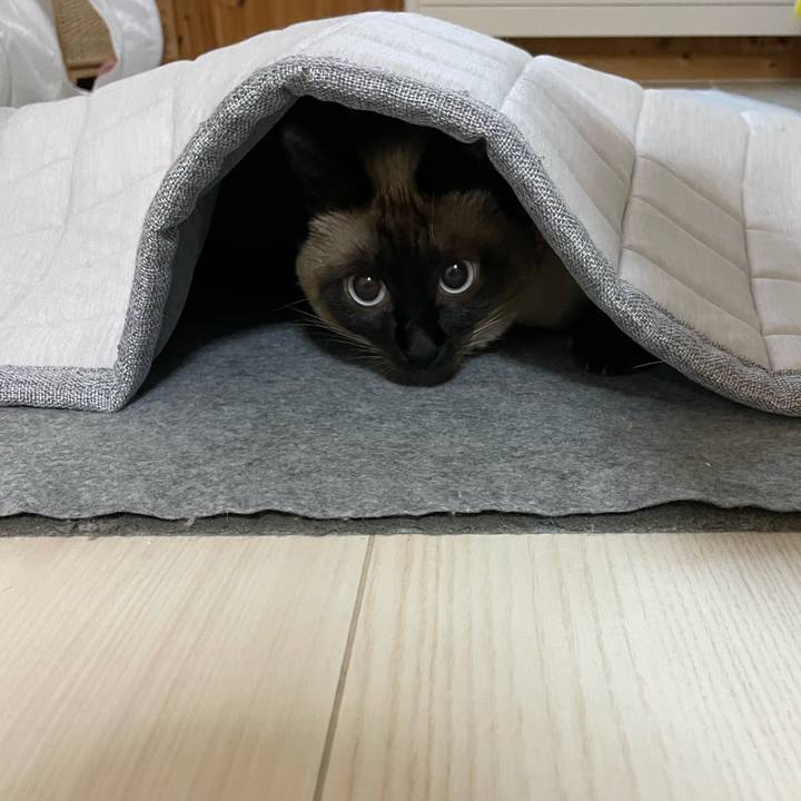 E218ef0e a4d6 4116 97d5 a841fcc0cfad 1719172409432