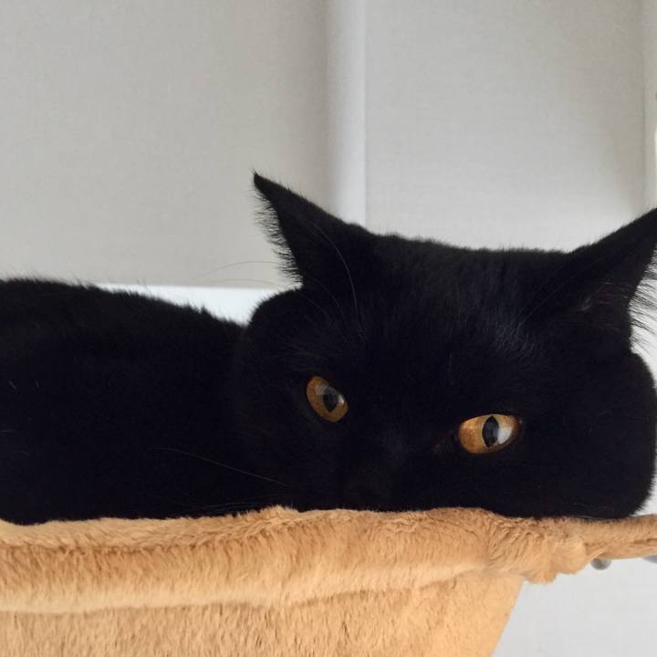 E2198f3c 3e83 4d4a ab71 ca41381e69de 1541023593041