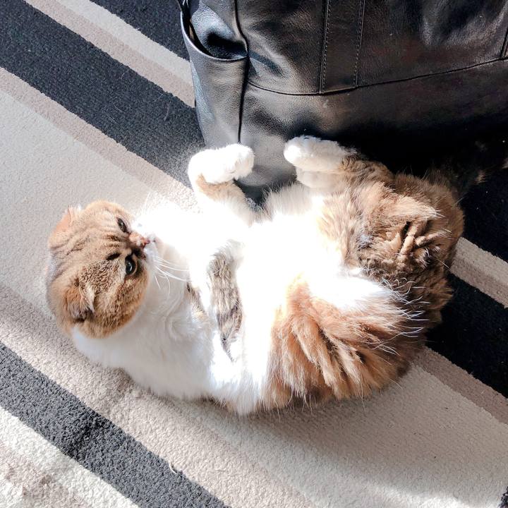 E219e903 d8b1 41c6 8ed7 e54700785953 1561500614669