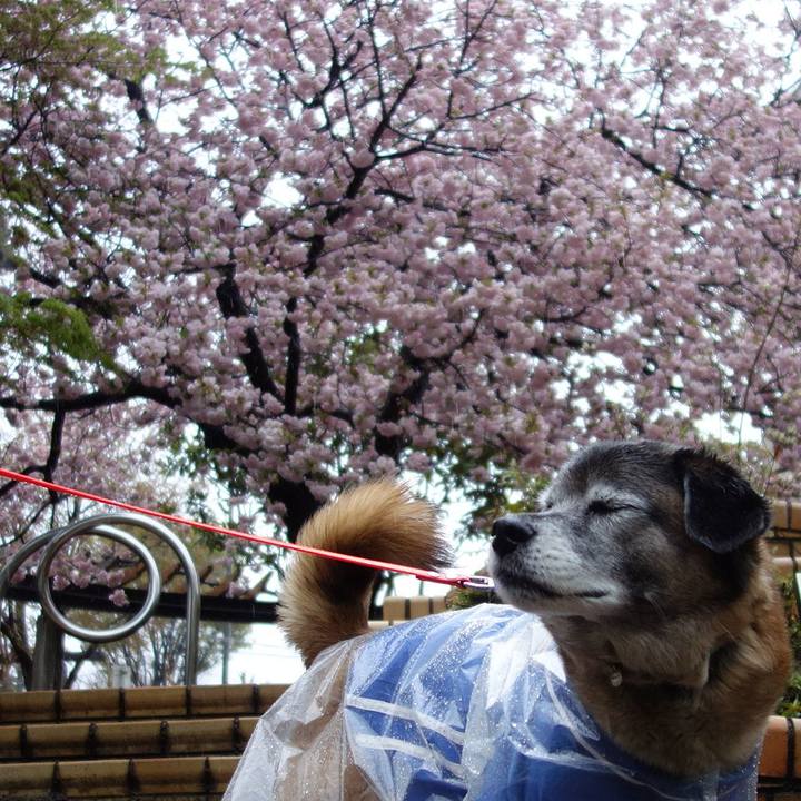 E21a50c3 5ed6 438a a247 8b14c42a9fa3 1554856633088