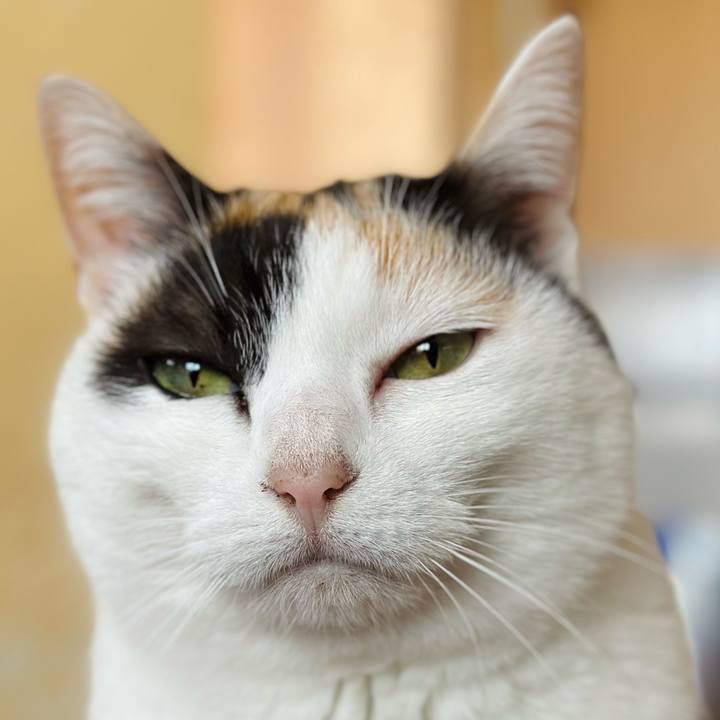 E21c7184 aac3 4fb5 a688 94c67447db0e 1708999071473