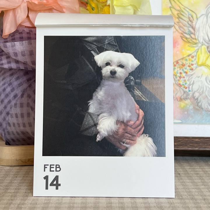 E21da146 7269 4903 87d4 63d2082b6cfd 1771043212657