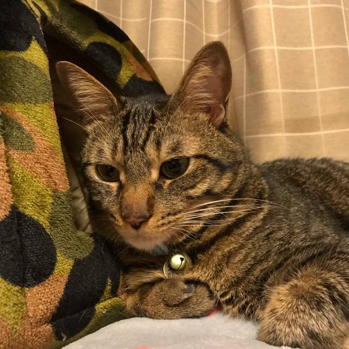 E21dc323 81f7 4365 8f16 c29606f3c2d1 1540214440071