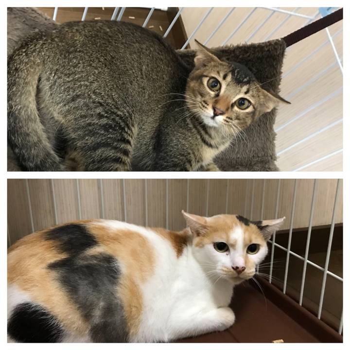 E21e5e74 582d 47ca 8514 c05a741d24a6 1535726306980