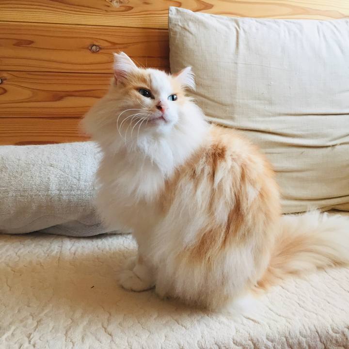 E223baae 3bd3 4e28 a92b fc03ac2cf14d 1586472057783