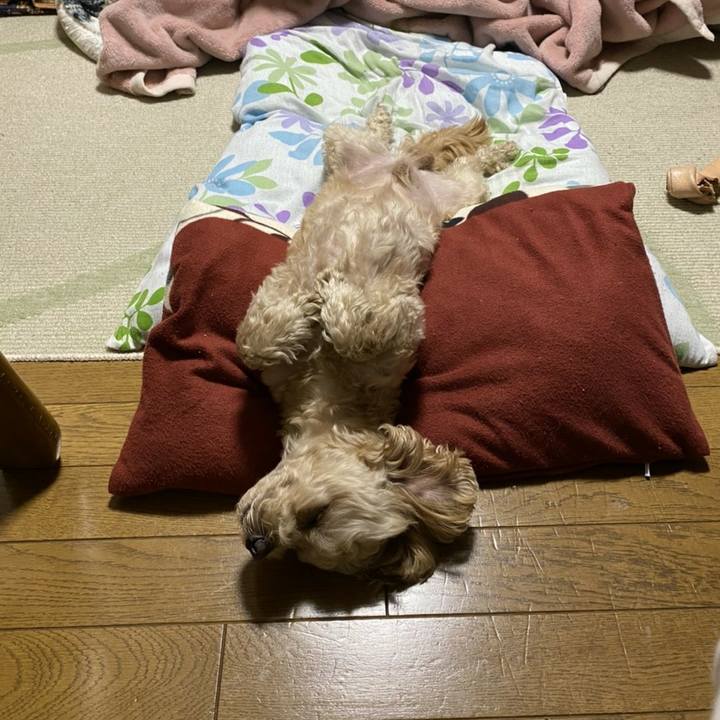 E228ce43 a5d9 4e7f 883e 94120f47b6c8 1586011326849