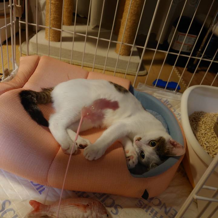 E228cee0 bd08 4232 81e6 7883dda7c021 1690901452348