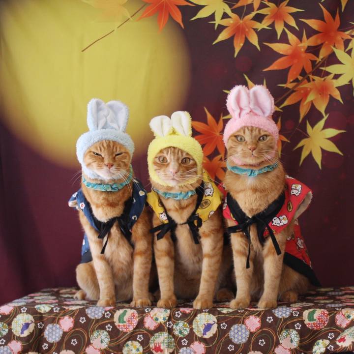 E2296ee1 4745 40c7 9cfd 2811a9b54af4 1759028178204