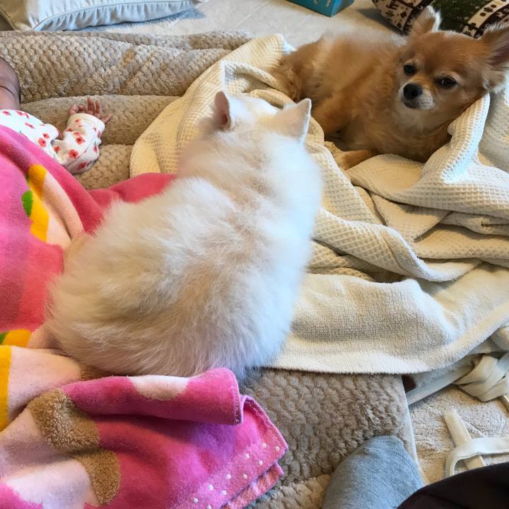 E22c2270 8424 45a8 bc04 31465b003d35 1511488412207