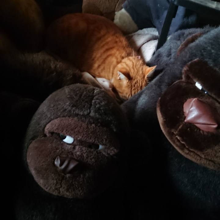 E22c3bce 7614 4f60 aea7 10b8f5be0ce5 1605913870161