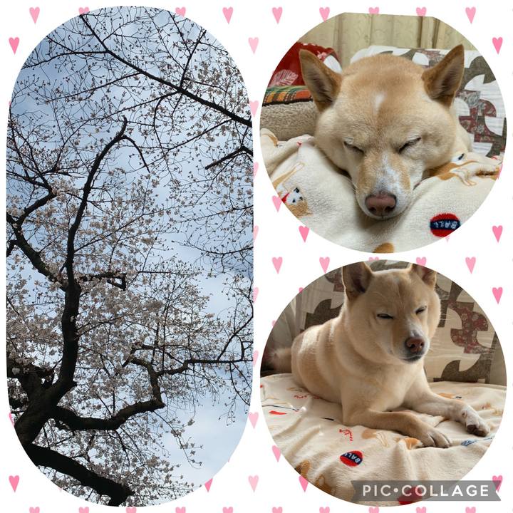 E22c47f2 ab91 4714 ab7a ce6c04cb7800 1616323255609