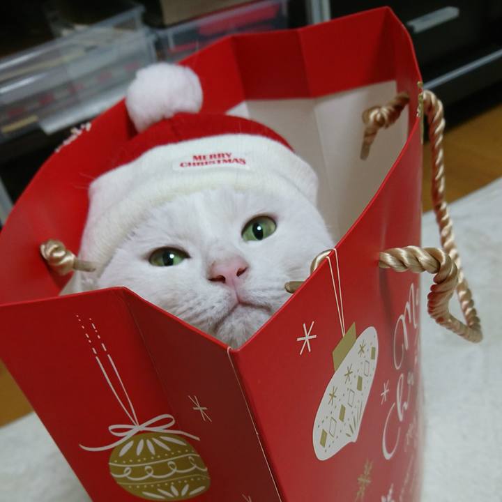 E22cd46b a5d4 4118 8f2d c2f4d492b18e 1545697890634