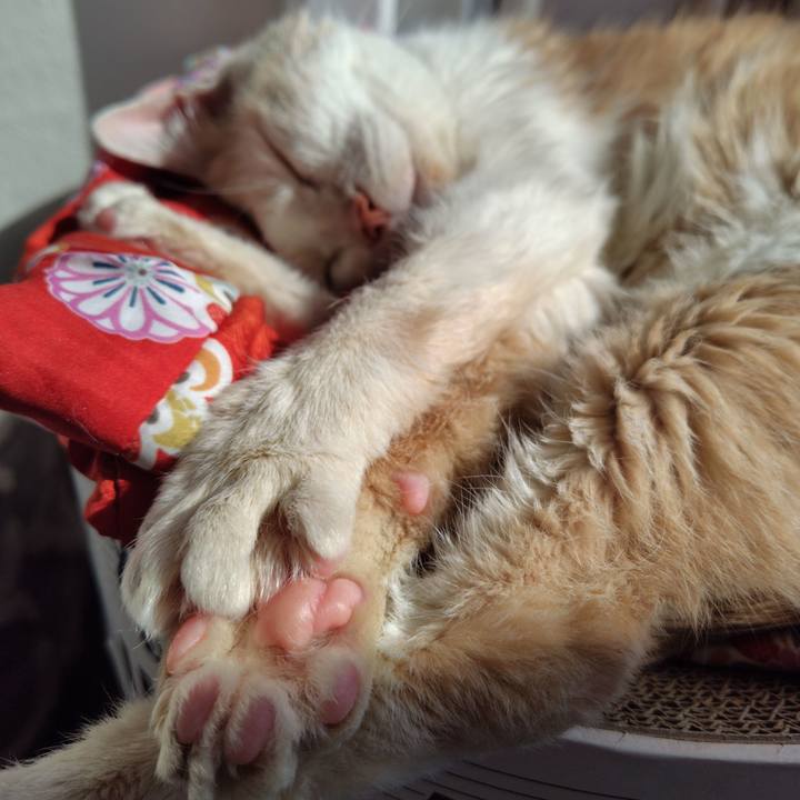 E23180d4 94ef 4348 ab10 fa9d9665855b 1739594173571