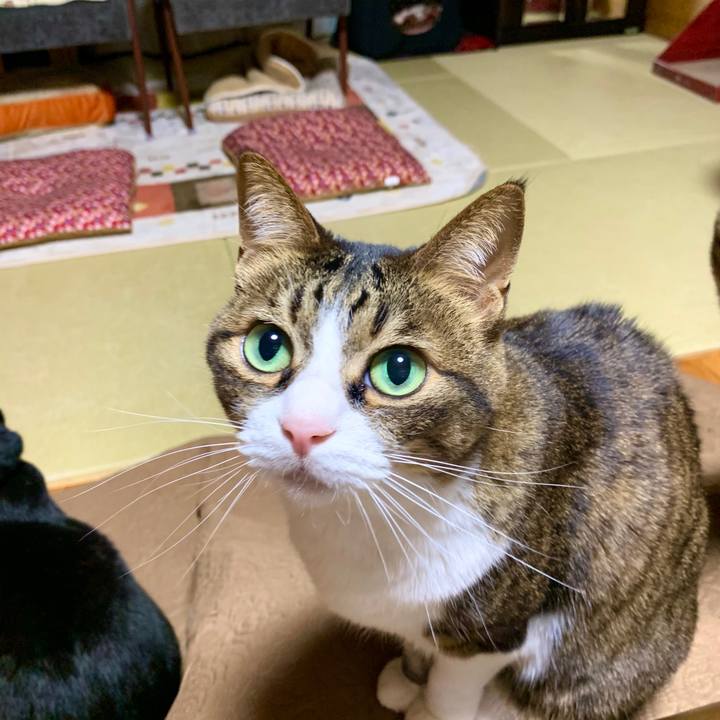 E231cf1f 474c 4050 b558 6120e7fc4de7 1587819655257