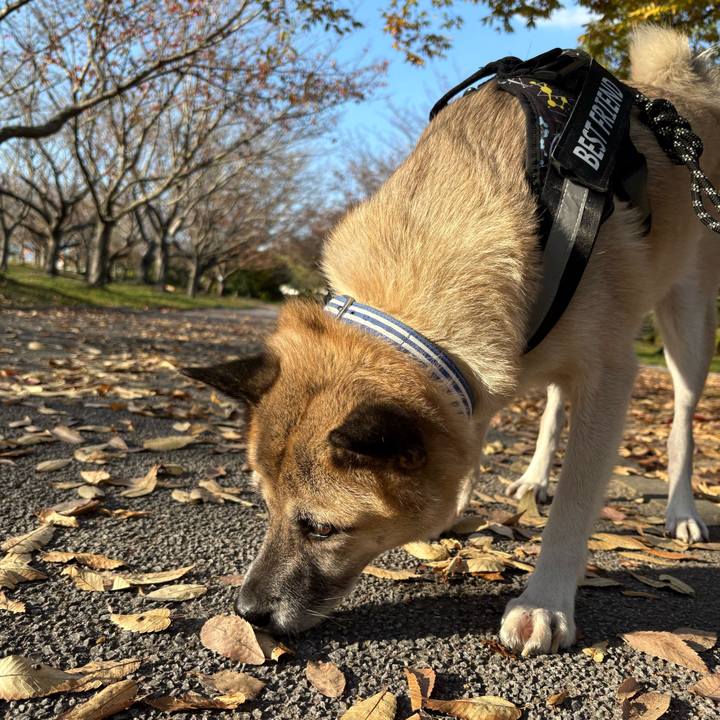 E2325f7d c6de 41e1 b412 c5a951db98d7 1763208536152