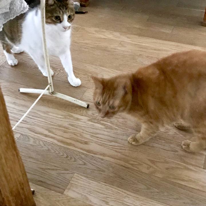 E2346755 d5a8 42a5 b0c7 e12a911d04e1 1562904682857